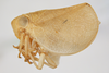 Habitus, lateral view: !! display not done !! on Acanalonia viequensis Caldwell, 1951: (Observation).