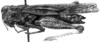 Diraneura bivenosa (Scudder, 1869): Image Carbonell, C.S. Female habitus, lateral view (unspecified type). (Otu).