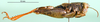 CollectionObject 1566927; b04bab87-2eb2-4247-a0ee-bd9194d5afbd: male, lateral view (paratype). (CollectionObject).