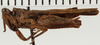 CollectionObject 1574541; NHRS NRM-ORTH 13487, 26daadb0-2e9f-4b2f-8487-6734e9e28e29: female, lateral view (syntype). (CollectionObject).