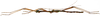 CollectionObject 1578597; 219e7698-1af5-4718-9672-3c56d415ae77: copyright ISNB, Brussels. male, lateral view (holotype). (CollectionObject).