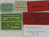 CollectionObject 1535909; a1afe190-6b0b-40b0-83dc-e5bb08544a97: labels (syntype of S. olivaceoviridis). (CollectionObject).