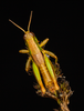 CollectionObject 2008377; 261012b7-29fb-44df-a485-f1240cb8327c: green male alive, dorsal view. (CollectionObject).