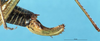 CollectionObject 1507109; 7d77e5b7-2c86-4399-b27f-d91512595131: female ovipositor. (CollectionObject).