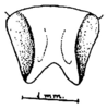 Anaulacomera (Anaulacomera) acutangulata Márquez Mayaudón, 1965: Fig. 15 (after paratype). female subgenital plate, ventral view. (Otu).