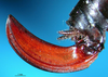 CollectionObject 1500516; fe0bf33e-5d10-4073-9d1b-99cb5faa737b: female ovipositor (holotype). (CollectionObject).