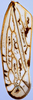 Forewing on Discolopeus thigmacaenus (Stiller, 2019) now Discolopeus thigmacaenus Stiller, 2019: Forewing, male. (Observation).