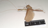 CollectionObject 1562088; NHMUK(SF IMPORT DUPLICATE) 844858, d6f3747a-eaec-4adb-b88f-f88fe7660782: copyright Natural History Museum, London. male, lateral view (syntype). (CollectionObject).