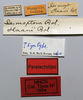 CollectionObject 1578620; 953f1040-c23f-47a1-af9c-67cfd2eb3871: female, labels (paralectotype). (CollectionObject).