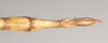 CollectionObject 1562290; NHMUK(SF IMPORT DUPLICATE) 845097, 4c1409f3-e1db-468f-b421-0b5dbc88a3a9: copyright Natural History Museum, London. male: end of abdomen, dorsal view of synonym Diura typhaeus (holotype). (CollectionObject).