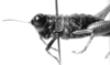 CollectionObject 1520403; NMW 6284, 5dbef5e3-2415-40ed-b661-ed3e9707da00: female, head and pronotum, lateral view (holotype). (CollectionObject).
