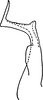 Stylus: Stylus. (Observation).