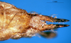 CollectionObject 1567402; 4ebad7ff-47d1-47d1-9a97-aaf8c669238e: female abdomen tip, ventral view (syntype). (CollectionObject).