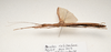 CollectionObject 1595839; 80da378a-a73d-47dc-9f38-a70c38887993: copyright LKCNH Singapore. female, lateral view (paratype). (CollectionObject).;CollectionObject 1595840; 25df2631-86d0-433d-ac2d-372111d887f9: copyright LKCNH Singapore. female, lateral view (paratype). (CollectionObject).