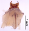 CollectionObject 1522886; fc867b71-6f56-44cf-8576-18718d26c726: Male genitalia, dorsal view (holotype). (CollectionObject).