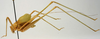 CollectionObject 1568302; 0eb2d2dc-79d9-4616-b735-01840e52ce9f: male, lateral view (paratype). (CollectionObject).