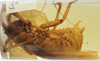 CollectionObject 1539594; 9260ad1d-6038-4710-8aa5-fdf15928428b, MNHN-EO-ENSIF1616: male (holotype of Salomona redtenbacheri). (CollectionObject).