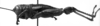 CollectionObject 1532748; 074919b3-9356-49fd-ad3f-63cfc4fd4bd5: Image Carbonell, C.S. male, lateral view (holotype). (CollectionObject).
