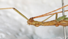 CollectionObject 1557510; ed9a1bd7-9c22-4906-add0-e9aa3b3aa129: copyright NMW, Vienna. male: head & thorax, lateral view (lectotype). (CollectionObject).