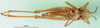 CollectionObject 1500275; e43b7960-4b84-4617-90ac-0a741fea37f4: female, ventral view (syntype). (CollectionObject).