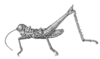 Palandella cardinalis Amédégnato & Poulain, 1998: Fig. 9. male habitus. (Otu).