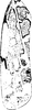 Forewing on Diomma (Diomma) ilsae (Jacobi, 1941): Forewing. (Observation).