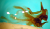 CollectionObject 1567281; cfb67743-a479-4615-96bb-f1c250a59d37: phallic complex, lateral view. (CollectionObject).