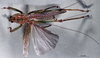 CollectionObject 1532849; 7d5bb87b-59a9-44f8-a8c6-f10f00559889: male, dorsal view (lectotype). (CollectionObject).