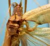 CollectionObject 1542807; 79d3c084-e725-4bd6-b109-bb32cf45d8cb: male stridulatory area (holotype). (CollectionObject).