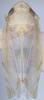 Habitus, dorsal view on Eurhadina (Singhardina) pookiewica Dworakowska, 2002: (Observation).