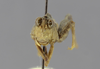 CollectionObject 1525562; d9278fee-3b3d-4547-b6a1-1df92c139ca4: male, frontal view. (CollectionObject).