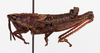 CollectionObject 1504681; fdf37a02-a398-4a8c-bda2-f377c660998e: male, lateral view (holotype of Monistria flavogranulata truganinae). (CollectionObject).