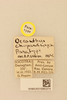 CollectionObject 2066828; 3ba3e084-1709-4bdf-9ecc-3cd6bf100664, NHMUK015982374: labels (paratype). (CollectionObject).