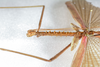 CollectionObject 1584035; 3db17dc4-f512-45e5-b382-28d1df4b301e: Copyright O. Conle Coll. male: head & thorax, lateral view (paratype). (CollectionObject).;CollectionObject 1584036; 8fbabe4f-898d-4026-b008-2c50f2a71c38: Copyright O. Conle Coll. male: head & thorax, lateral view (paratype). (CollectionObject).;CollectionObject 1584037; 00c53815-64f7-46f6-ba44-de18474c7d55: Copyright O. Conle Coll. male: head & thorax, lateral view (paratype). (CollectionObject).
