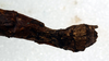 CollectionObject 1561396; NMW 265, 9856651f-9abb-4d35-8902-8415c01abcab: copyright NMW, Vienna. female: end of abdomen, lateral view (syntype). (CollectionObject).