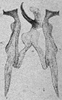 Other on Erythridula parvispicata (Beamer, 1930): Aedeagus, connective, and styli. (Observation).