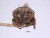 Head: (Observation).