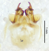 CollectionObject 1523729; d228cabd-fe4c-40ee-b581-141509ab95a0: male genitalia, ventral view (holotype). (CollectionObject).
