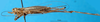 CollectionObject 1575839; 81126c13-112a-4fe2-92eb-dade9ac07671: female, lateral view. (CollectionObject).