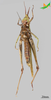 CollectionObject 2268255; 4e66a997-2b4c-434f-b09c-86c036a509c6, Unioeste Cascavel K-1390: Female, ventral view. (CollectionObject).