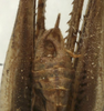 CollectionObject 1535993; 8c90b7ea-0f7a-492a-bd54-ceee962962ca: male cerci (syntype). (CollectionObject).