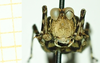 CollectionObject 1532930; db705cb0-20f5-449d-9e9e-670a58704607: male, frontal view (holotype). (CollectionObject).