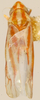 Habitus, dorsal view on Erythridula apta (Beamer, 1935): Habitus (holotype, KSEM collection). (Observation).