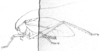 Paracosmophyllum atrodelineatum Brunner von Wattenwyl, 1891: Fig. 5. male habitus (pronotum length 6.5 mm, tegmen 25 mm, hind femur 16.5 mm). (Otu).