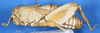 CollectionObject 1507065; c245a3b0-e0ed-4e38-832f-299286145e0e: female, lateral view (holotype of Trachypetrella kosswigiana). (CollectionObject).