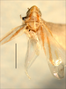 Habitus, dorsal view on Erythridula frisoni (Ross & DeLong, 1953): Habitus (holotype, INHS collection). (Observation).