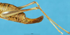 CollectionObject 1507235; 6531f464-2256-4a48-ab25-b97f81d93618: female ovipositor. (CollectionObject).