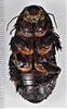 CollectionObject 1618754; 79dca6e4-27d4-477c-aeb1-1977485ddc5b: (CollectionObject).