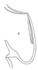 Aedeagus, lateral view: !! display not done !! on Frequenamia spiniventris (Linnavuori, 1955): Aedeagus, lateral view. (Observation).