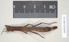 CollectionObject 1560632; NHMUK(SF IMPORT DUPLICATE) 845139, 9a2db723-7603-46b6-9b6c-c654ddfdce00: copyright Natural History Museum, London. female of synonym Aschipasma catadromus (lectotype). (CollectionObject).